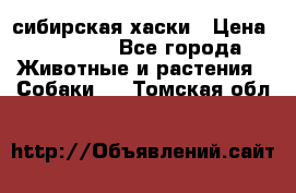 l: сибирская хаски › Цена ­ 10 000 - Все города Животные и растения » Собаки   . Томская обл.